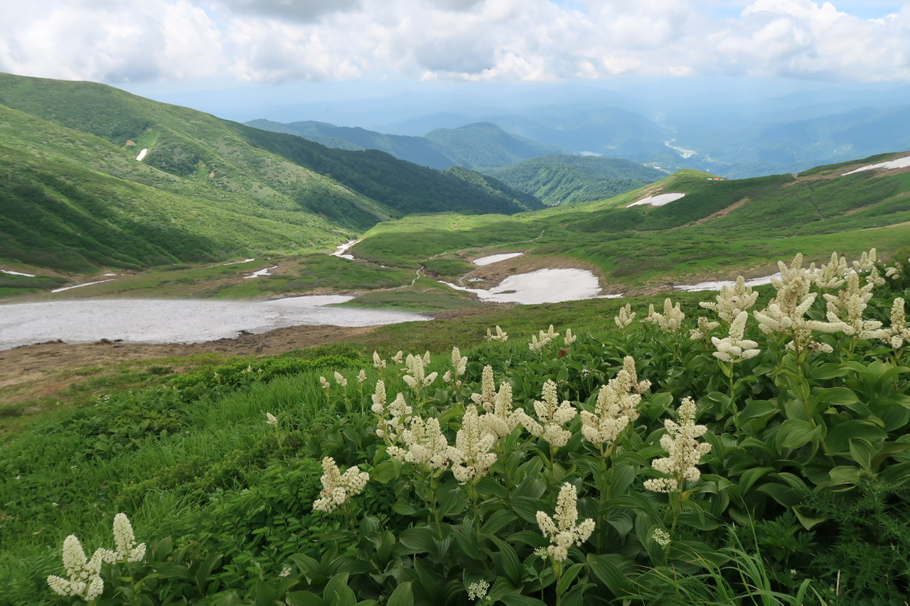 東北山旅② ～高山植物に彩られた月山散策～ – やまびより